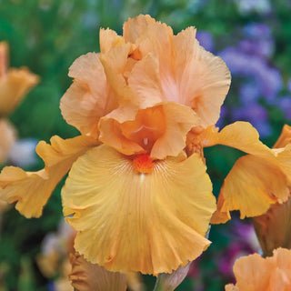 German Iris Magical Glow