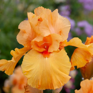 German Iris Magical Glow