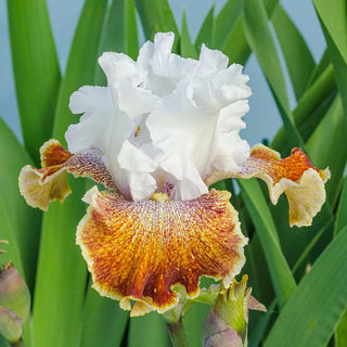 German Iris Sassy Tart