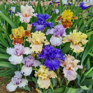 Ruffled German Iris Mix