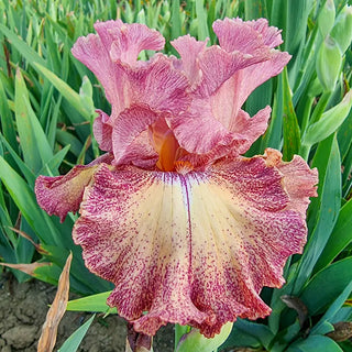 German Iris Polka Princess