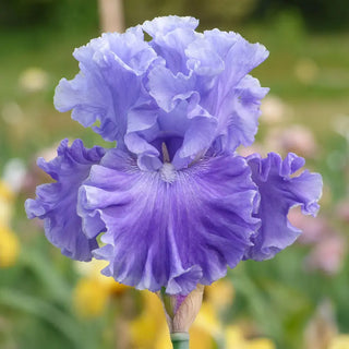 German Iris Family Pride