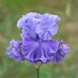 German Iris Family Pride