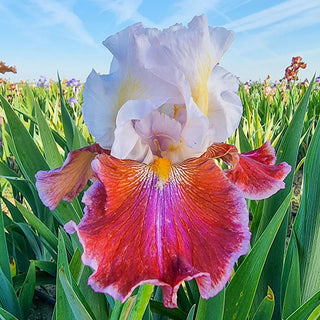 German Iris Lady Leigh