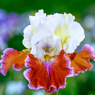 German Iris Lady Leigh