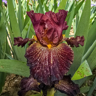 German Iris Light Speed Travel