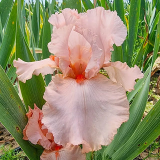 Reblooming German Iris October Splendor
