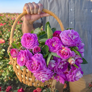 Arctic Blue™ Floribunda Rose
