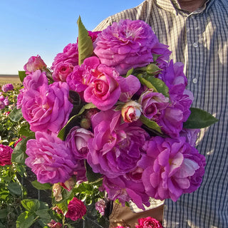 Arctic Blue™ Floribunda Rose