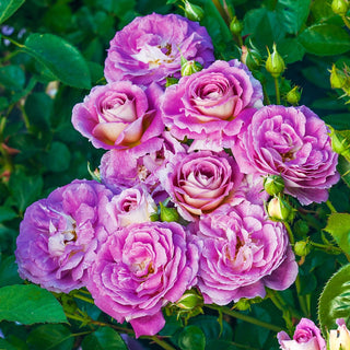 Arctic Blue™ Floribunda Rose