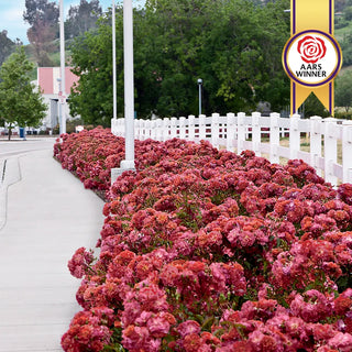 Cinco de Mayo™ Floribunda Rose