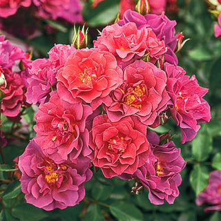 Floribunda Rose Cinco de Mayo™