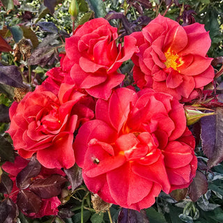 Floribunda Rose Cinco de Mayo™