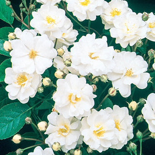 Gourmet Popcorn Patio Rose