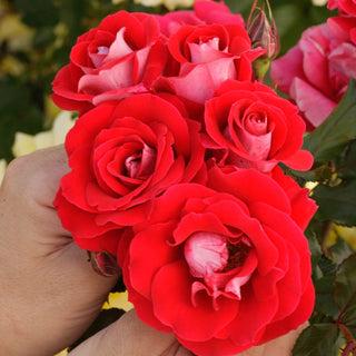 Shrub Rose Take It Easy