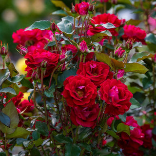 Take It Easy Shrub Rose