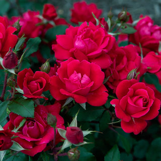 Shrub Rose Double Knock Out®