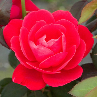 Shrub Rose Double Knock Out®