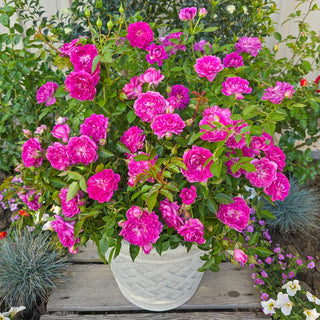 Easy Charmer™ Patio Rose