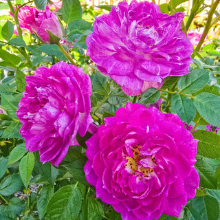 Easy Charmer™ Patio Rose