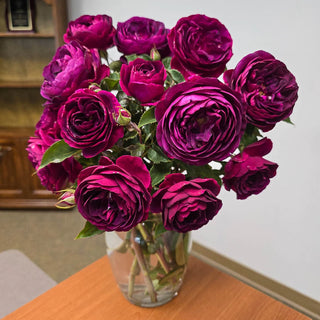 Floribunda Rose Celestial Night®