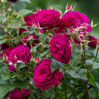 Floribunda Rose Celestial Night®