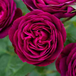 Floribunda Rose Celestial Night®