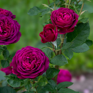 Floribunda Rose Celestial Night®