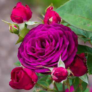 Floribunda Rose Celestial Night®