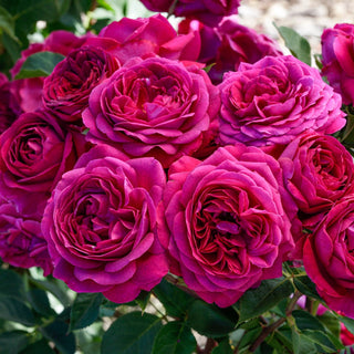 Floribunda Rose Celestial Night®
