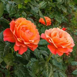 Livin' Easy® Floribunda Rose