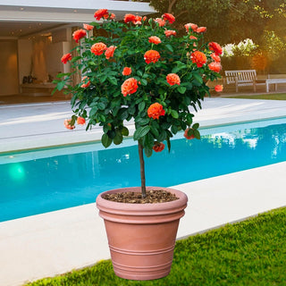 24" Tree Rose Livin Easy®