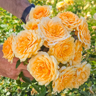 Edith's Darling® Shrub Rose