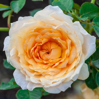 Edith's Darling® Shrub Rose