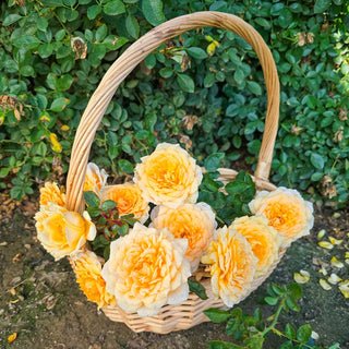 Edith's Darling® Shrub Rose