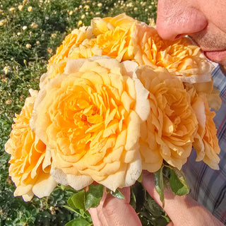 Edith's Darling® Shrub Rose