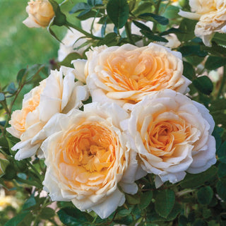 Edith's Darling® Shrub Rose