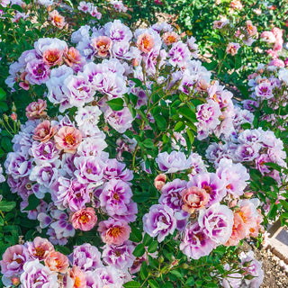 Easy on the Eyes™ Shrub Rose