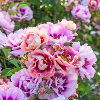 Easy on the Eyes™ Shrub Rose