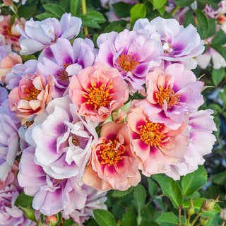 Easy on the Eyes™ Shrub Rose