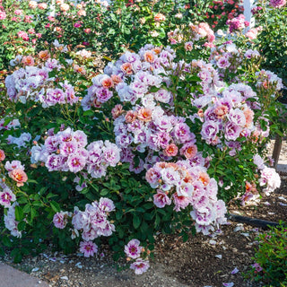 Easy on the Eyes™ Shrub Rose