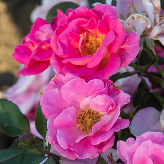 Shrub Rose Pink Freedom™