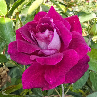 Burgundy Iceberg Floribunda Rose