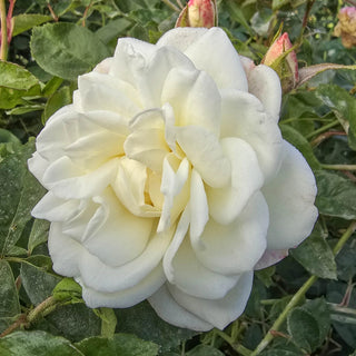 Climbing Rose Iceberg
