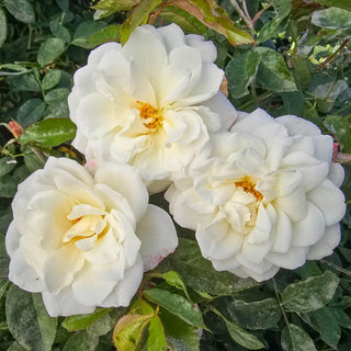 Climbing Rose Iceberg