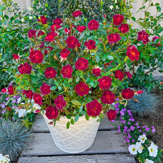 Coffee Bean™ Patio Rose