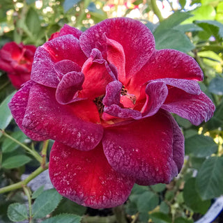 Coffee Bean™ Patio Rose