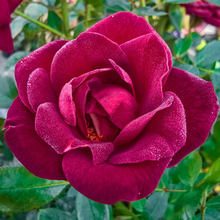 Coffee Bean™ Patio Rose