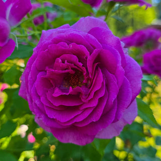 Sweet Madame Blue™ Floribunda Rose