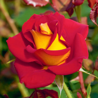 Floribunda Rose Ketchup & Mustard